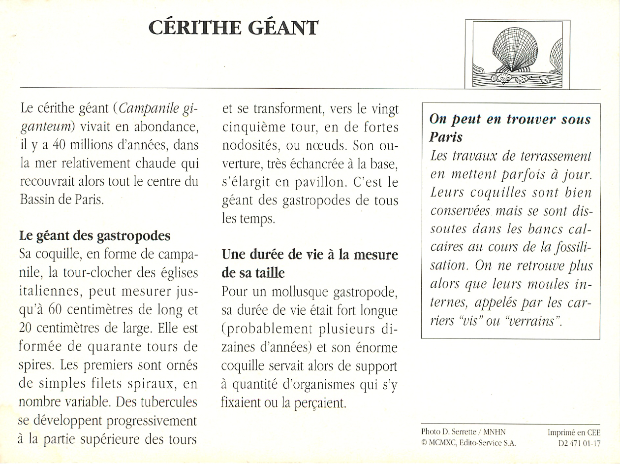 Prévisualisation du document Cérithe Géant