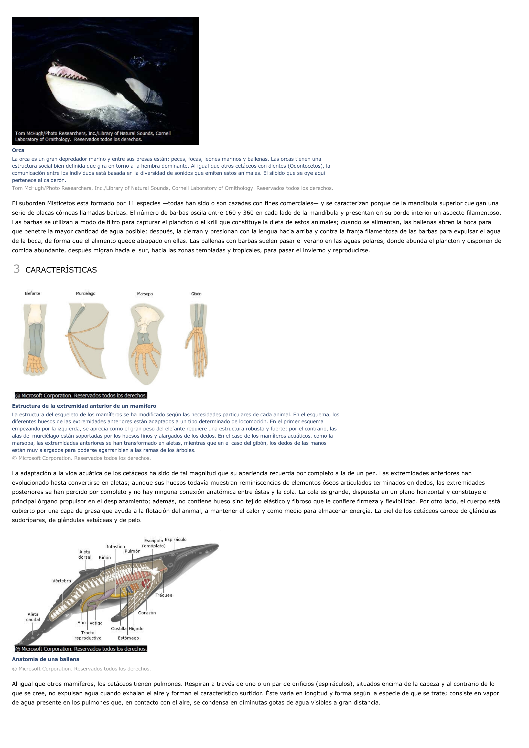 Prévisualisation du document Cetáceos - ciencias de la naturaleza.