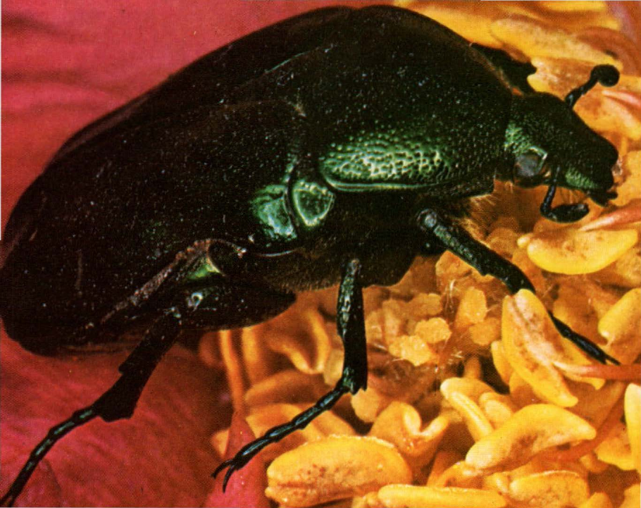 Prévisualisation du document Cétoine dorée:
C'est l'un des coléoptères les plus rutilants.