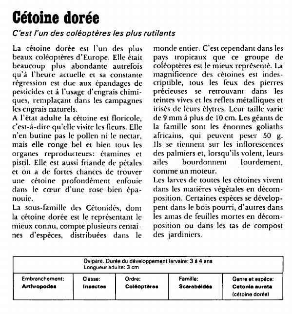 Prévisualisation du document Cétoine dorée:C'est l'un des coléoptères les plus rutilants.
