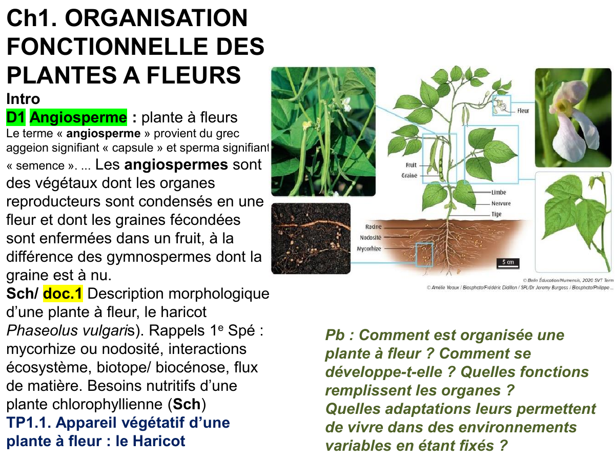 Prévisualisation du document Ch1. ORGANISATION FONCTIONNELLE DES PLANTES A FLEURS