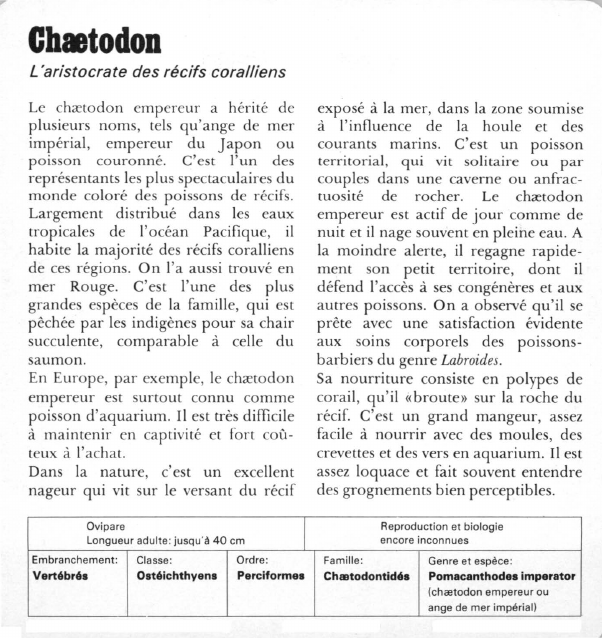 Prévisualisation du document Chaetodon:L'aristocrate des récifs coralliens.