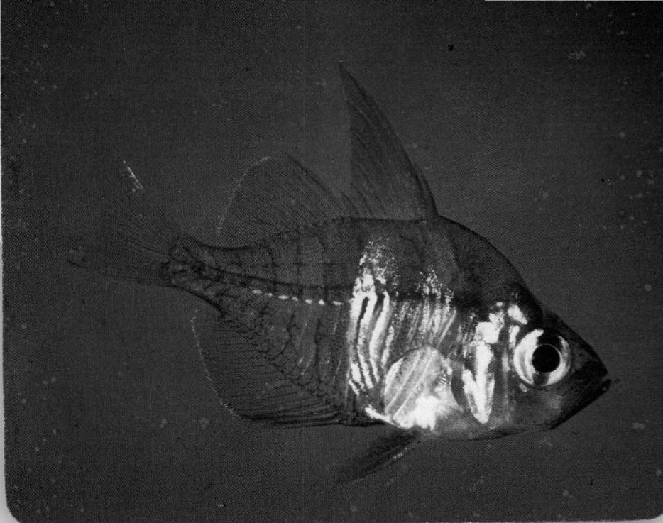 Prévisualisation du document Chanda cristal:
Un tout petit poisson transparent.