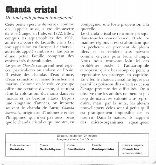 Prévisualisation du document Chanda cristal:Un tout petit poisson transparent.