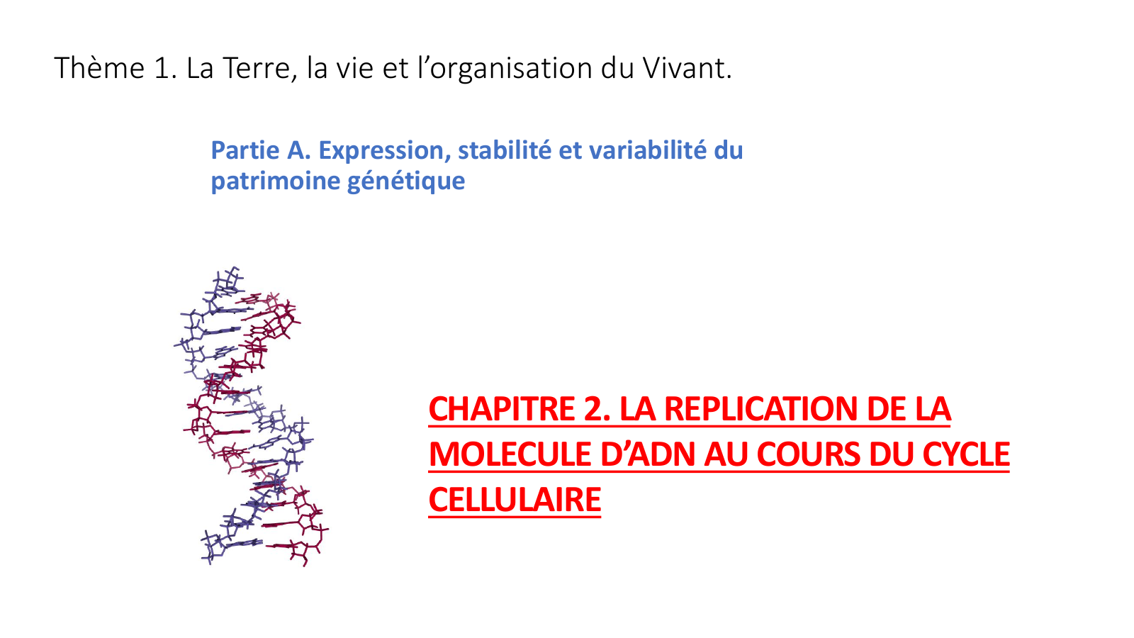 Prévisualisation du document CHAPITRE 2. LA REPLICATION DE LA MOLECULE D’ADN AU COURS DU CYCLE CELLULAIRE