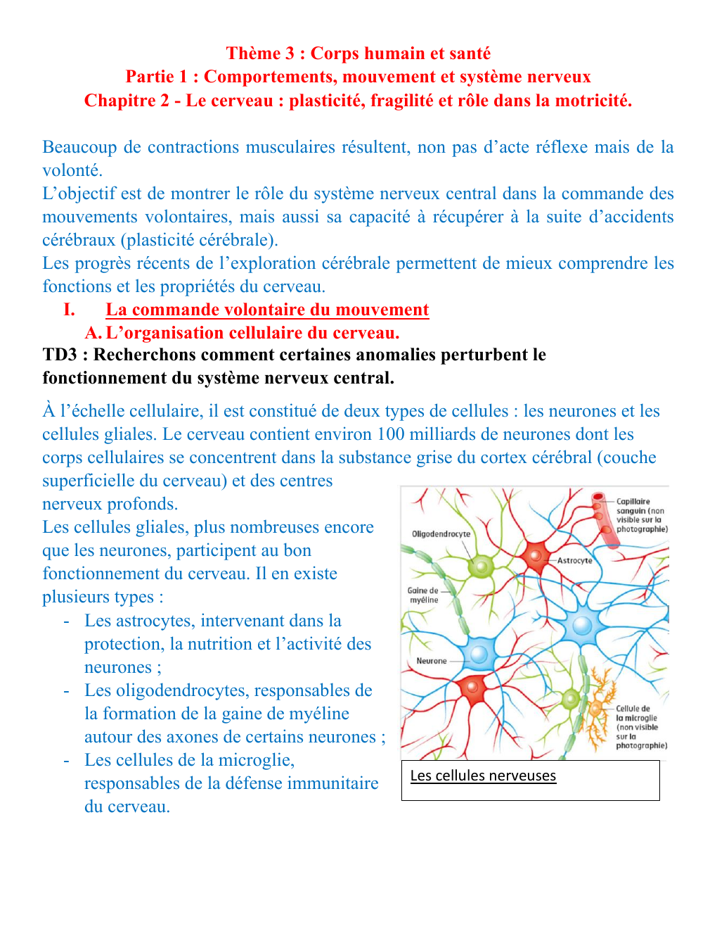 Prévisualisation du document Chapitre 2 - Le cerveau : plasticité, fragilité et rôle dans la motricité.