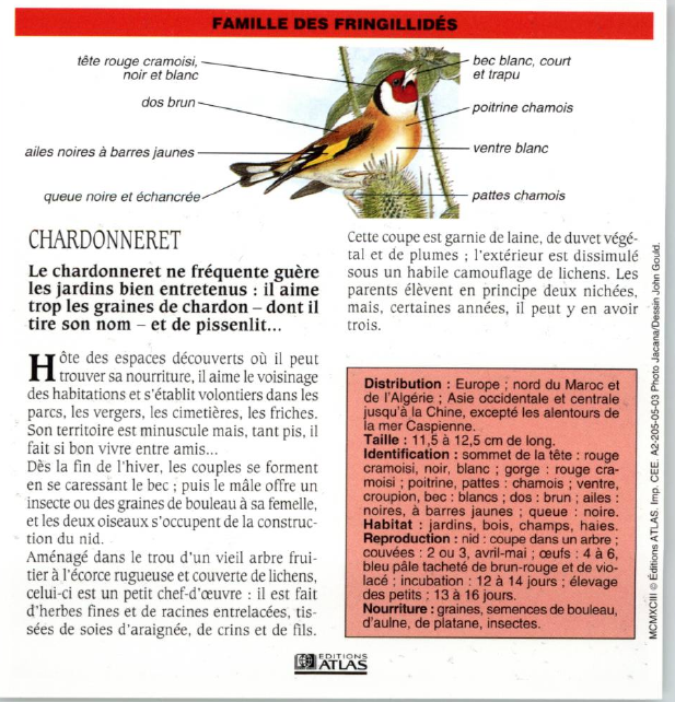 Prévisualisation du document CHARDONNERET