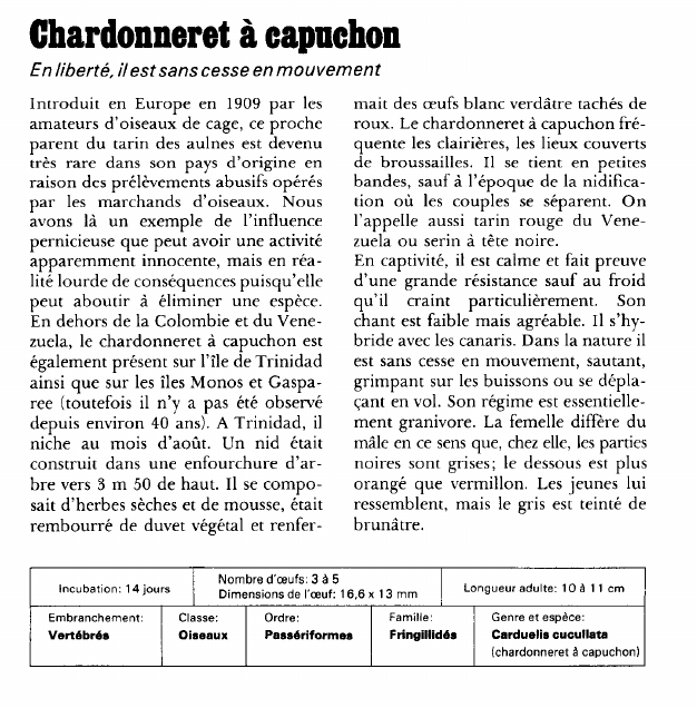 Prévisualisation du document Chardonneret à capuchon:En liberté, il est sans cesse en mouvement.
