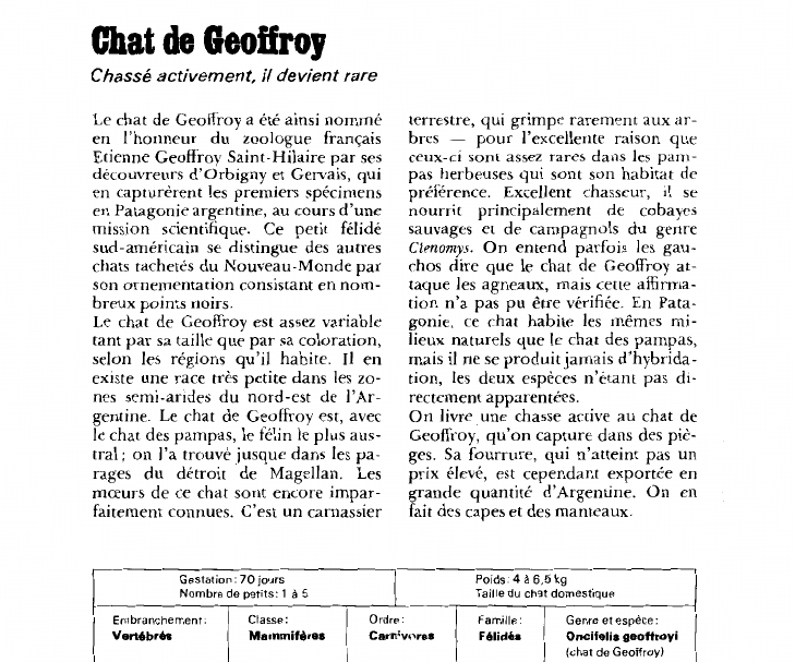 Prévisualisation du document Chat de Geoffroy:Chassé activement, il devient rare.