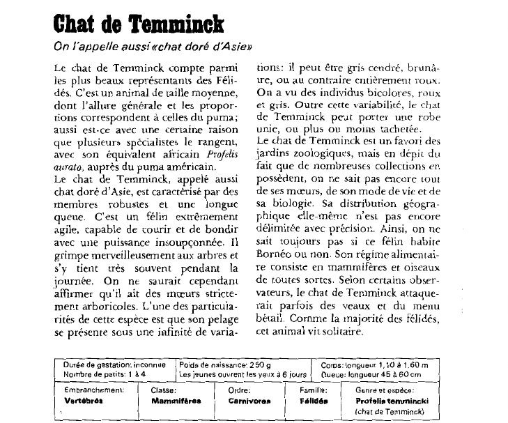 Prévisualisation du document Chat de Temminck:On l'appelle aussi «chat doré d'Asie».