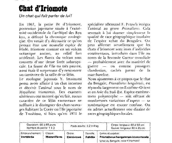 Prévisualisation du document Chat d'Iriomote:Un chat qui fait parler de lui!