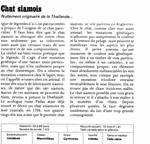 Prévisualisation du document Chat siamois:Nullement originaire de la Thaïlande.