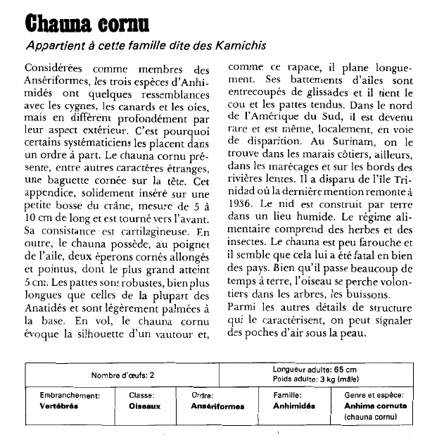 Prévisualisation du document Chauna cornu:Appartient à cette famille dite des Kamichis.