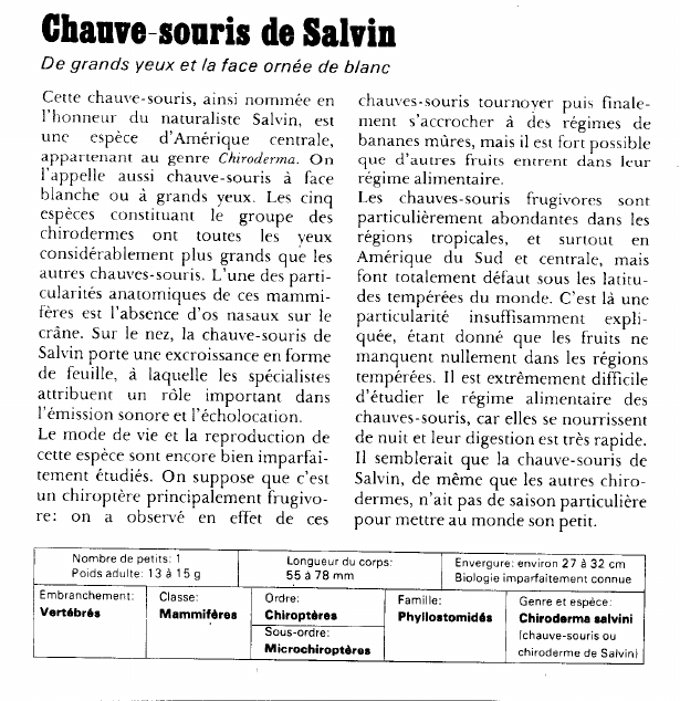 Prévisualisation du document Chauve-souris de Salvin:De grands yeux et la face ornée de blanc.