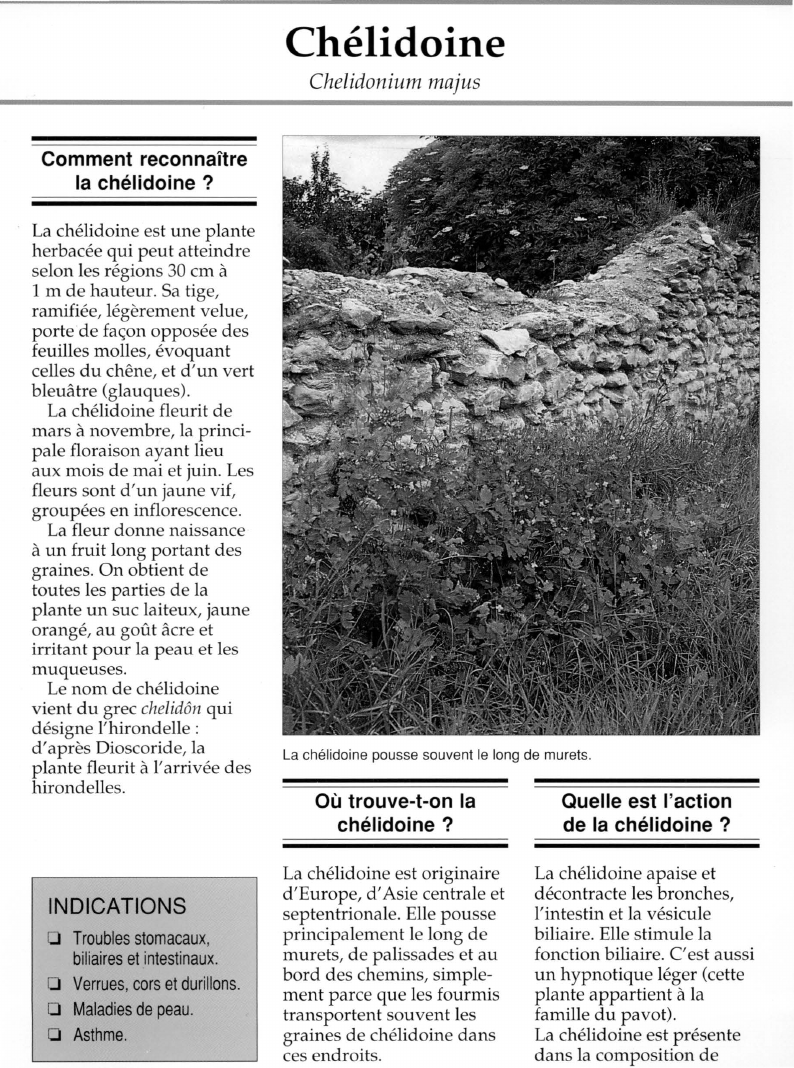 Prévisualisation du document Chélidoine.