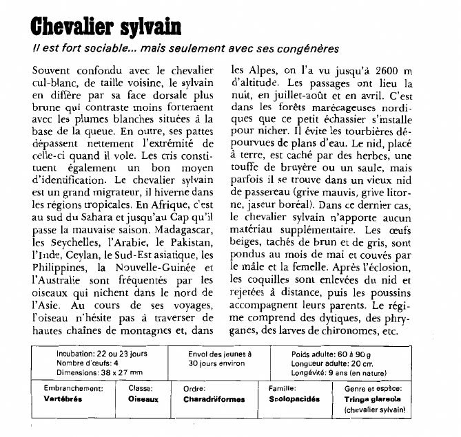 Prévisualisation du document Chevalier sylvain:Il est fort sociable.
