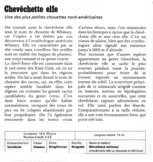 Prévisualisation du document Chevêchette elfe:Une des plus petites chouettes nord-américaines.