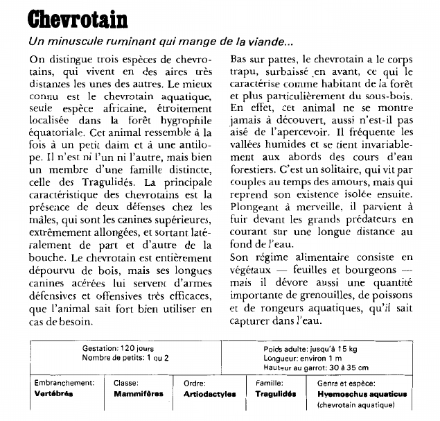Prévisualisation du document Chevrotain:Un minuscule ruminant qui mange de la viande.