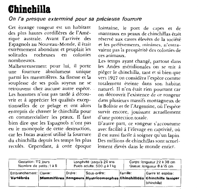 Prévisualisation du document Chinchilla:On l'a presque exterminé pour sa précieuse fourrure.