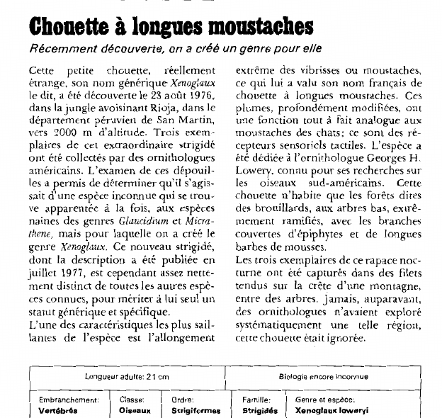 Prévisualisation du document Chouette à longues moustaches:Récemment découverte, on a créé un genre pour elle.