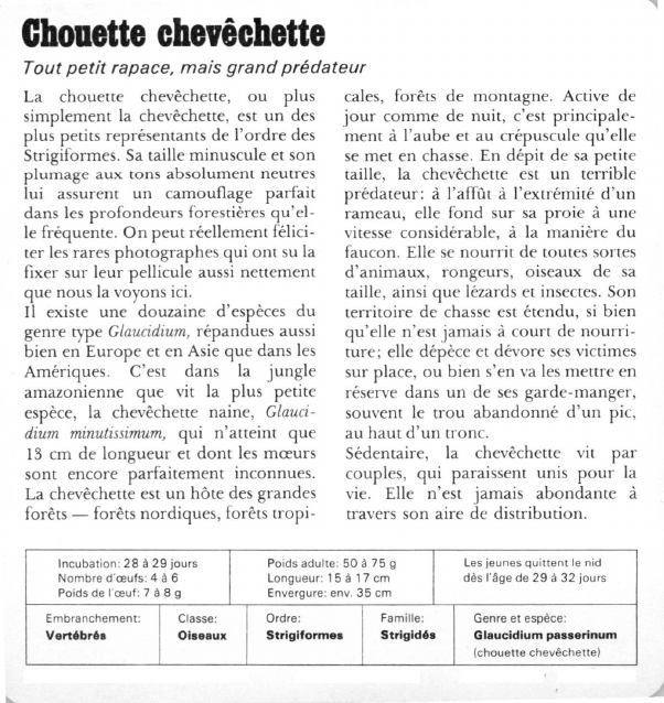 Prévisualisation du document Chouette chevêchette:Tout petit rapace, mais grand prédateur.