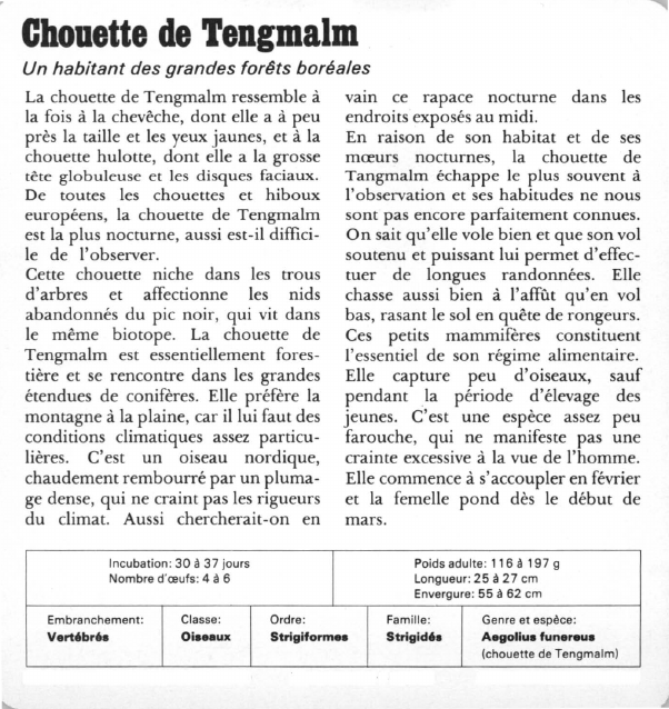 Prévisualisation du document Chouette de Tengmalm:Un habitant des grandes forêts boréales.