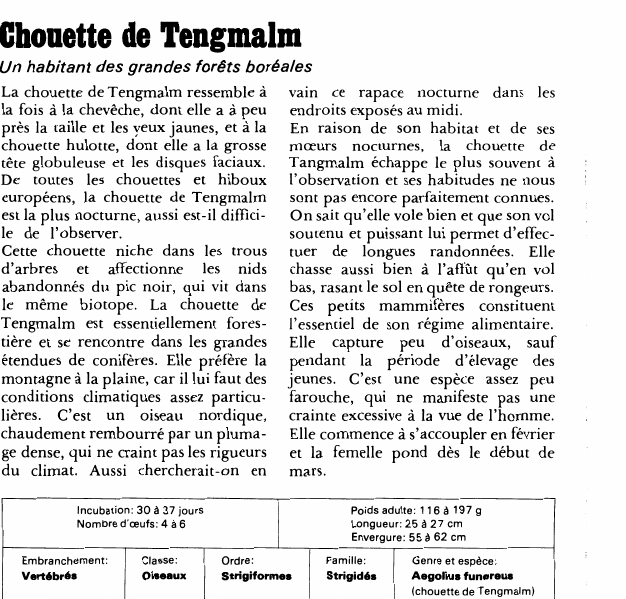 Prévisualisation du document Chouette de Tengmalm:Un habitant des grandes forêts boréales.