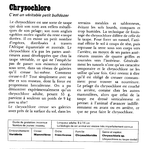 Prévisualisation du document Chrysochlore:C'est un véritable petit bulldozer.