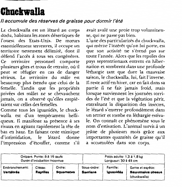Prévisualisation du document Chuckwalla:Il accumule des réserves de graisse pour dormir l'été.