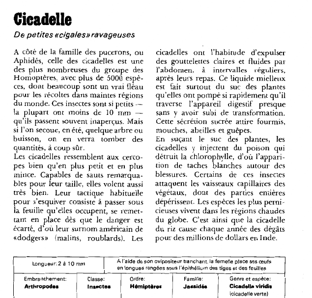 Prévisualisation du document Cicadelle:De petites «cigales» ravageuses.