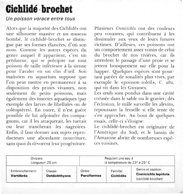 Prévisualisation du document Cichlidé-brochet:Un poisson vorace entre tous.