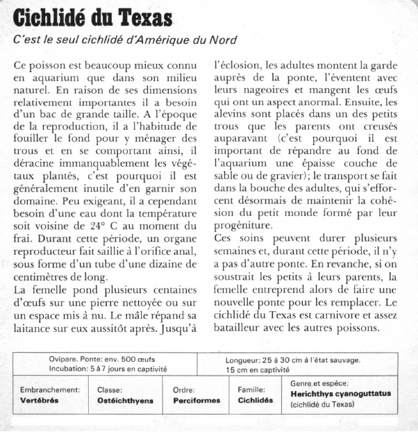 Prévisualisation du document Cichlidé du Texas:C'est le seul cichlidé d'Amérique du Nord.