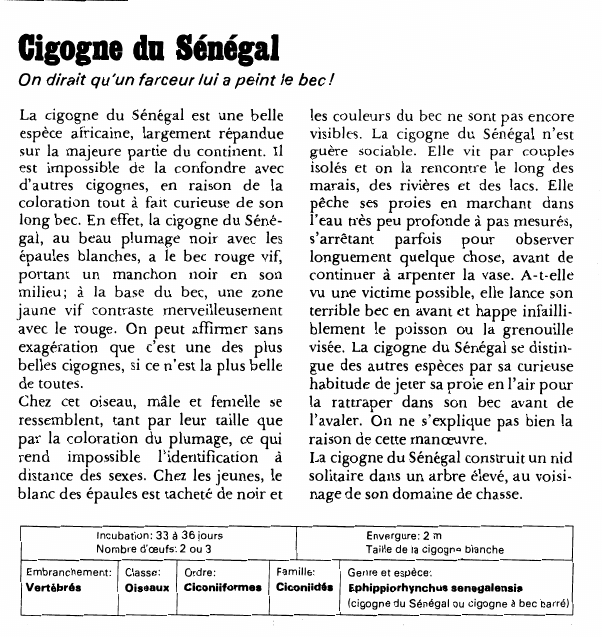 Prévisualisation du document Cigogne du SénégalOn dirait qu'un farceur lui a peint le bec!