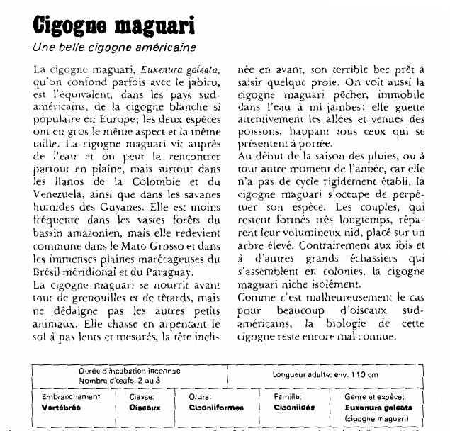 Prévisualisation du document Cigogne magnari:Une belle cigogne américaine.