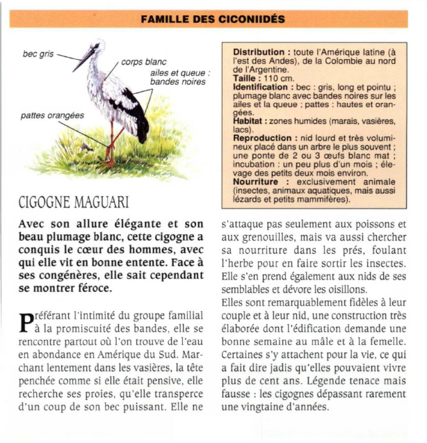 Prévisualisation du document CIGOGNE MAGUARI