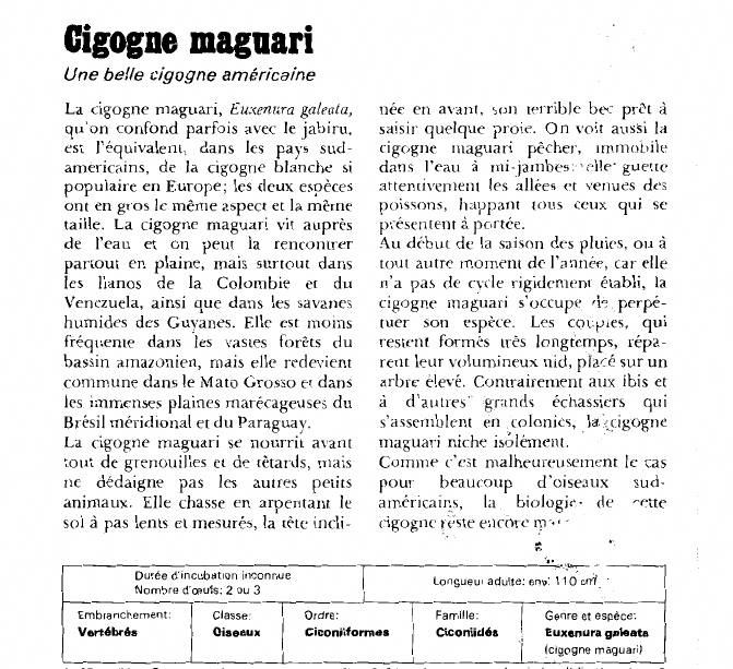 Prévisualisation du document Cigogne maguariUne belle cigogne américaine.