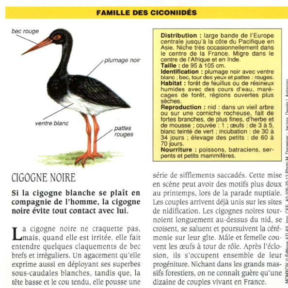 Prévisualisation du document CIGOGNE NOIRE