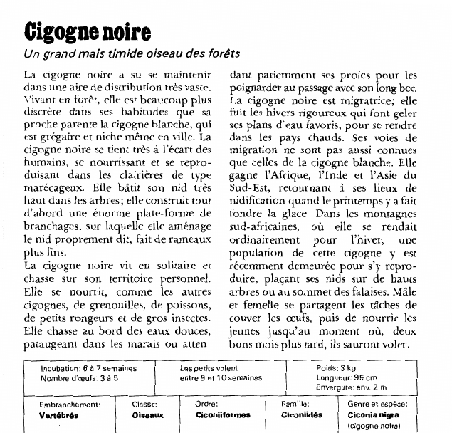 Prévisualisation du document Cigogne noire:Un grand mais timide oiseau des forêts.