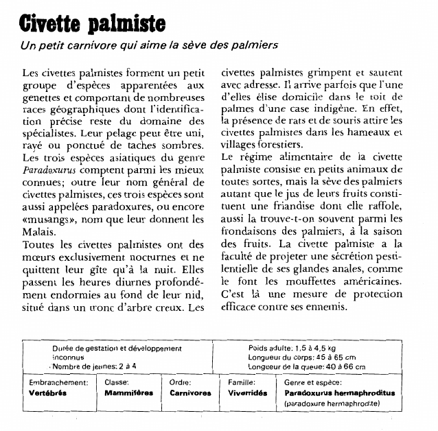 Prévisualisation du document Civette palmiste:Un petit carnivore qui aime la sève des palmiers.