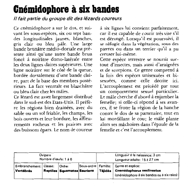 Prévisualisation du document Cnémidophore à six bandes:Il fait partie du groupe dit des lézards coureurs.
