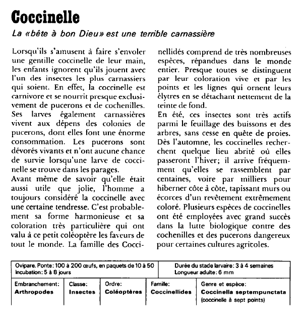 Prévisualisation du document Coccinelle:La «bête à bon Dieu» est une terrible carnassière.