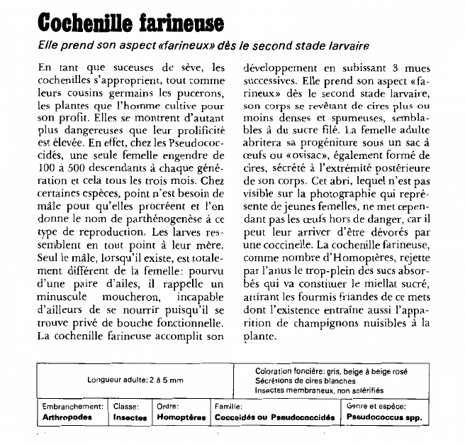 Prévisualisation du document Cochenille farineuse:Elle prend son aspect «farineux» dès le second stade larvaire.