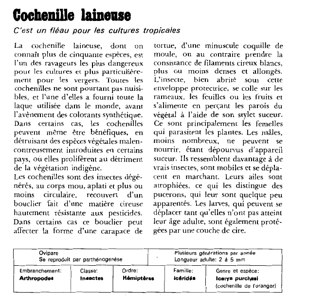 Prévisualisation du document Cochenille laineuse:C'est un fléau pour les cultures tropicales.