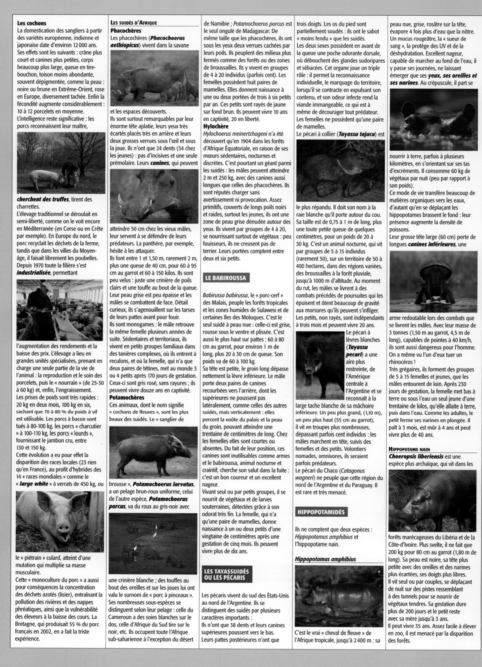 Prévisualisation du document Cochons, pécaris et hippopotames