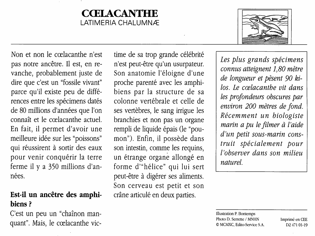Prévisualisation du document COELACANTHE (latimeria chalumnae)