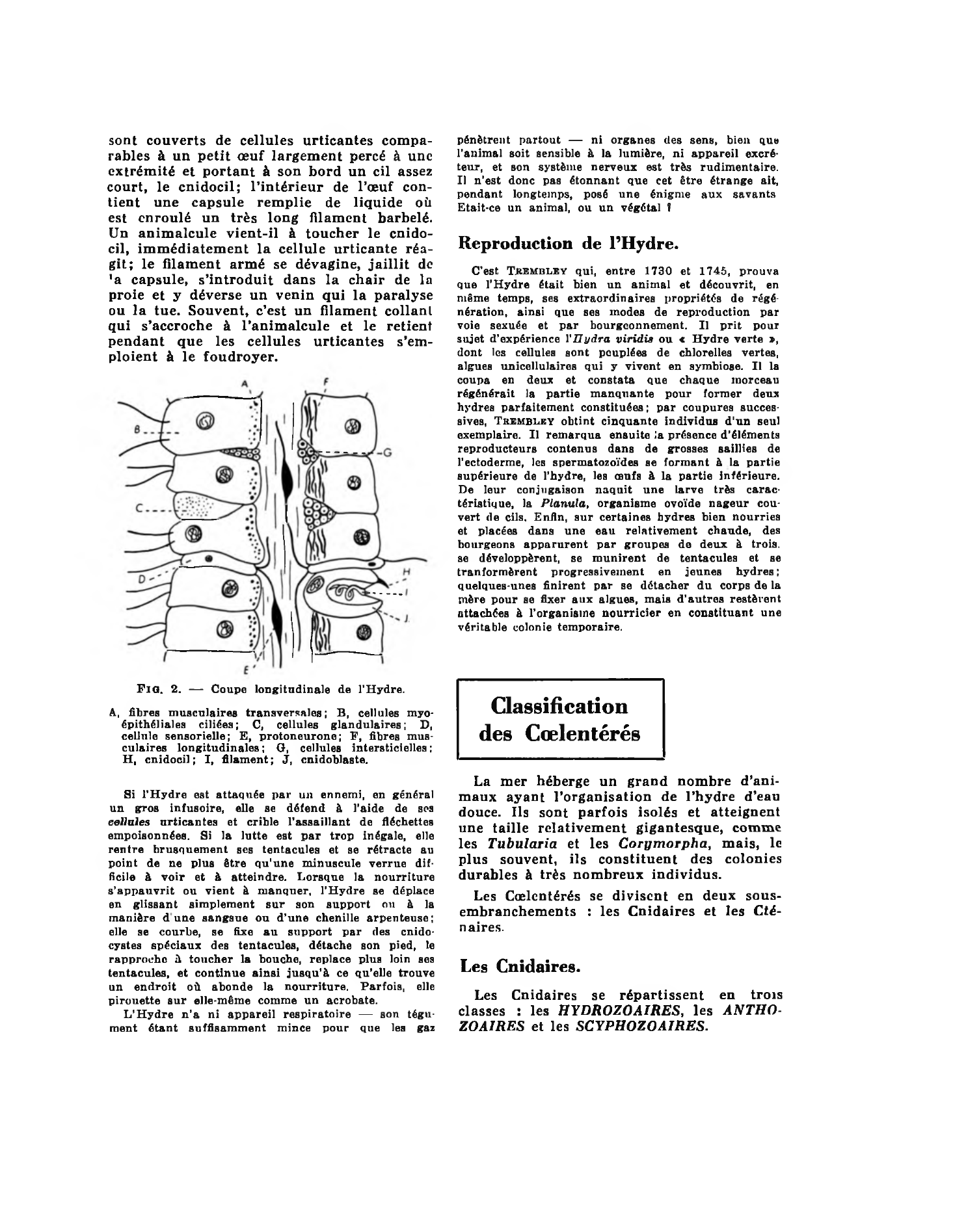 Prévisualisation du document COELENTERES : L'Hydre. — Classification : Cnidaires. — Cténaires