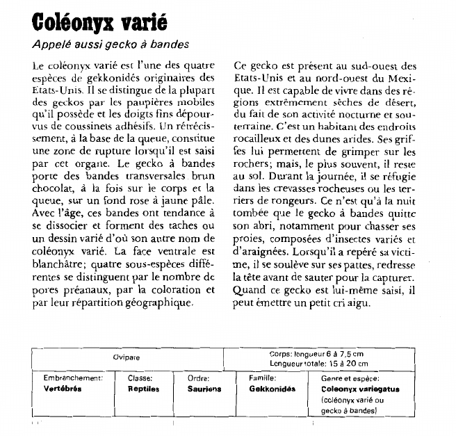 Prévisualisation du document Coléonyx varié:Appelé aussi gecko à bandes.