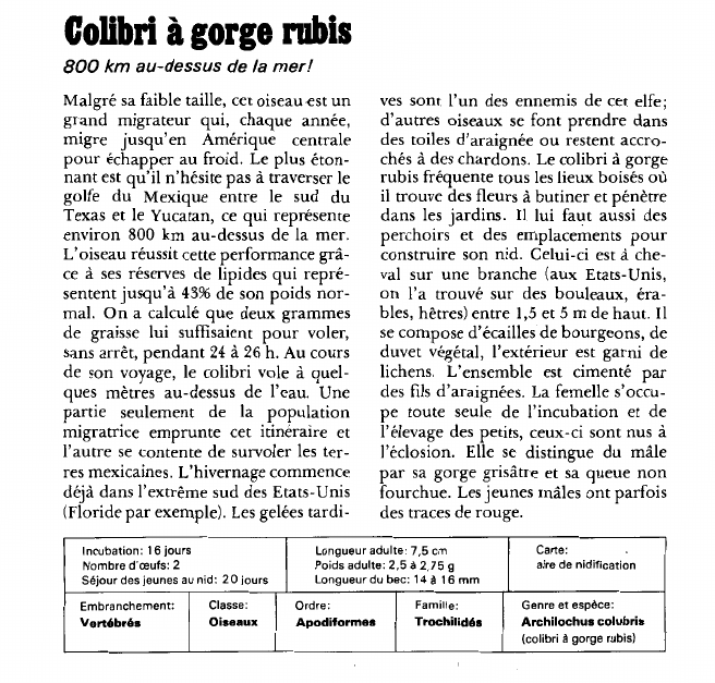 Prévisualisation du document Colibri à gorge rubis:800 km au-dessus de la mer!