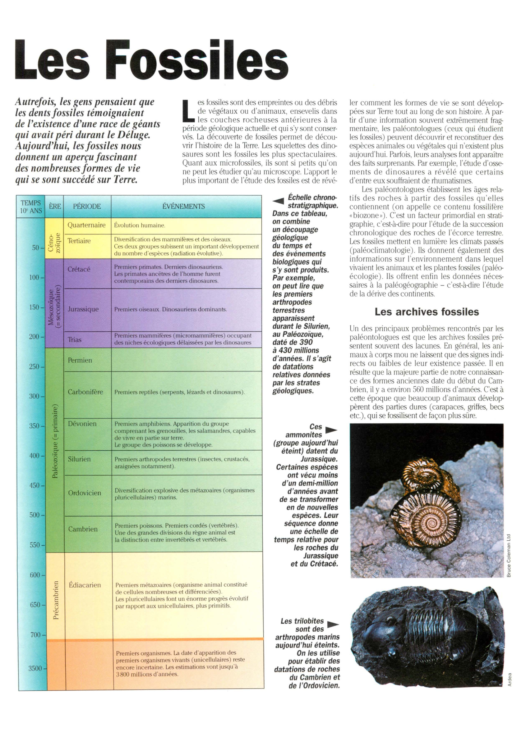 Prévisualisation du document Collège: Les fossiles (SVT)