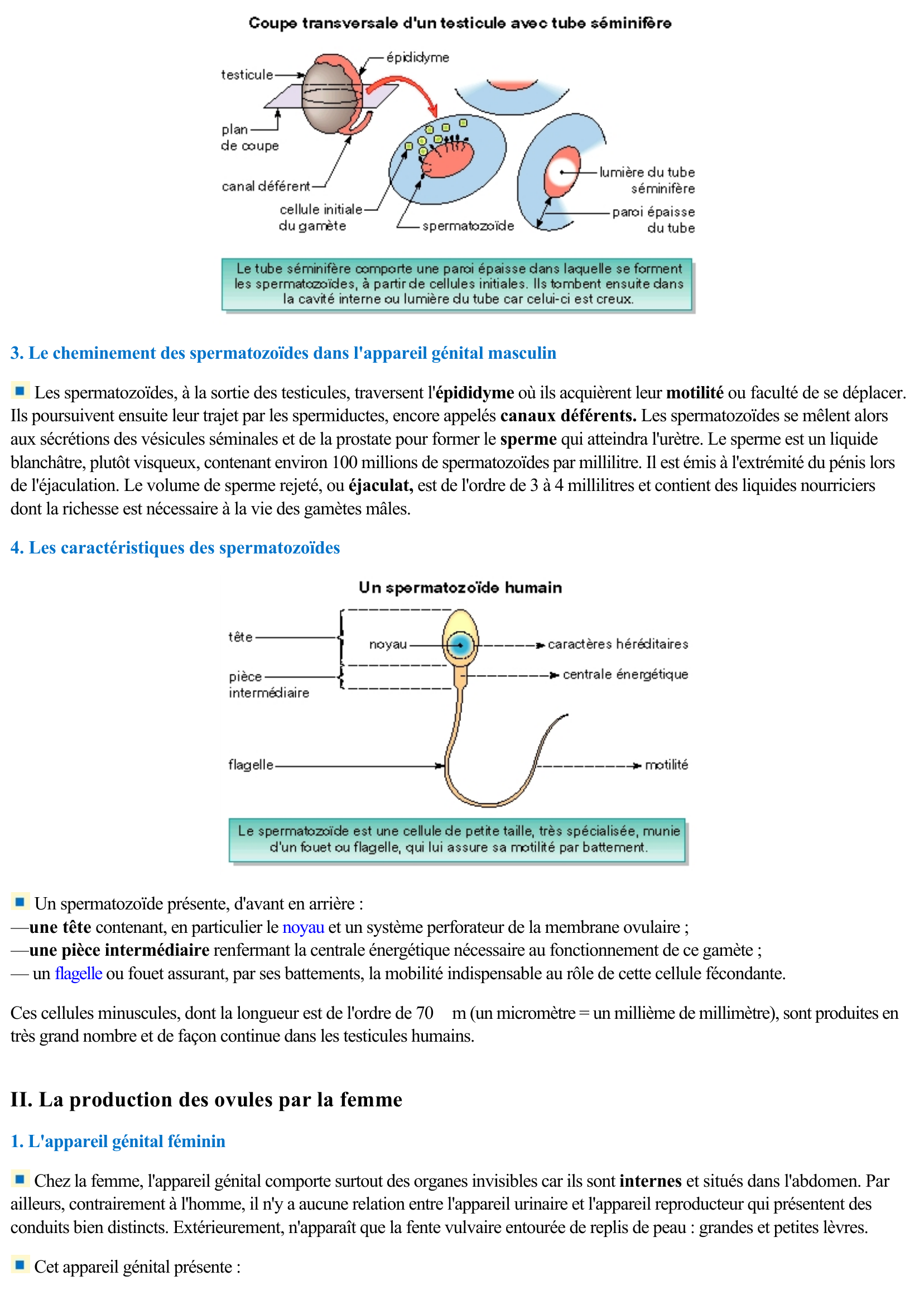 Prévisualisation du document Collège: Spermatozoïdes et ovules (SVT)